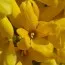 Форзиция Golden Bells фото