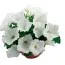 Петуния Fortunia White фото