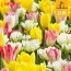 Микс ландшафтный Fosteriana Beauties (Брендовые луковицы Jub Holland) фото
