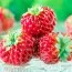 Малиника Framberry (Уникальные плоды) фото