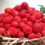 Малиника Framberry (Уникальные плоды) фото