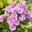 Флокс Freckle Pink Shades фото