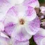 Флокс Freckle Purple Shades фото