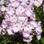Флокс Freckle Purple Shades фото