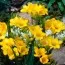 Фрезия Single Yellow (Акционная) фото