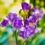 Фрезия Single Purple фото