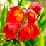 Фрезия Single Red фото