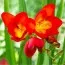 Фрезия Single Red фото
