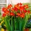 Фрезия Single Red фото