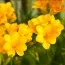 Фрезия Single Yellow фото