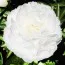 Пион Fringed Ivory фото
