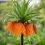 Фритиллярия Imperialis Garland Star фото