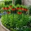 Фритиллярия Imperialis Rubra фото