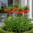 Фритиллярия Imperialis Rubra фото