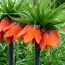 Фритиллярия Imperialis Rubra фото