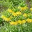 Фритиллярия Maxima Lutea фото