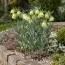 Фритиллярия Pallidiflora фото