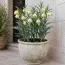 Фритиллярия Pallidiflora фото