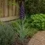 Фритиллярия Persica Purple Favorite фото