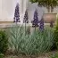 Фритиллярия Persica Purple Favorite фото