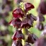 Фритиллярия Purple Dynamite фото