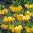 Фритиллярия Imperialis Early Sensation фото
