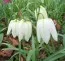 Фритиллярия Meleagris Alba фото