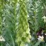 Фритиллярия Persica Alba фото