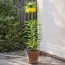 Фритиллярия Imperialis Lutea фото
