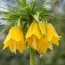 Фритиллярия Imperialis Lutea фото