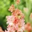 Гладиолус Frizzled Coral Lace фото