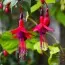 Фуксия Riccartonii фото