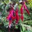 Фуксия Riccartonii фото
