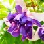 Фуксия Deep Purple фото