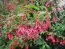 Фуксия Gracilis фото
