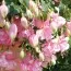 Фуксия Pink Galore фото