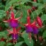 Фуксия Riccartonii фото