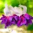 Фуксия Deep Purple фото