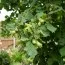 Фундук Барселонский фото