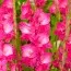 Гладиолус Fairytale Pink (Гигантский цветок) фото