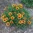 Гайлардия Arizona Sun фото