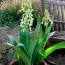 Гальтония Viridiflora фото