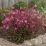 Гаура Crimson Butterfly фото