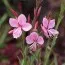 Гаура Siskyou Pink фото