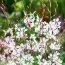 Гаура Whirling Butterflies фото