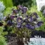 Морозник Purpurascens фото