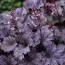 Гейхера Frosted Violet фото
