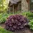 Гейхера Purple Petticoats фото