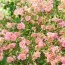 Гелиантемум Lawrenson's Pink фото