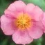 Гелиантемум Lawrenson's Pink фото